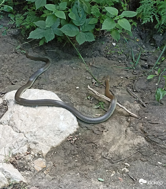 Nyarat idéző" Kiránduló "