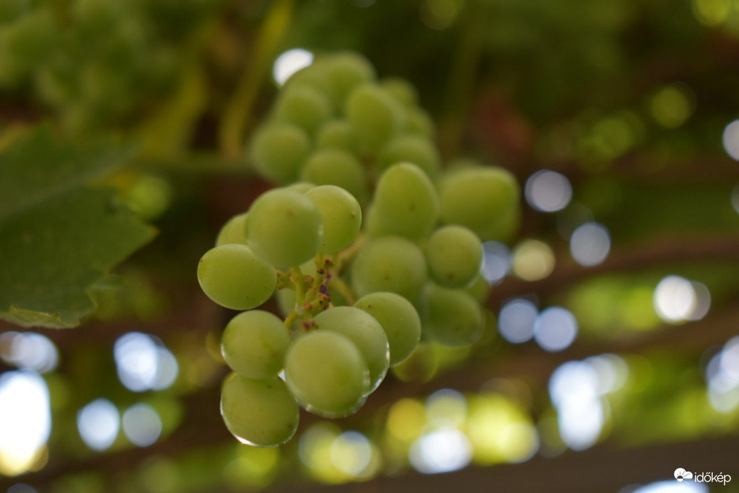Érik a szőlő