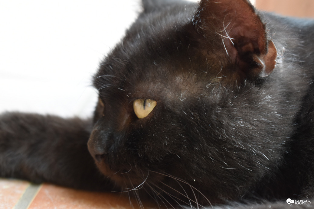 A hőség még a macskát is kikészíti