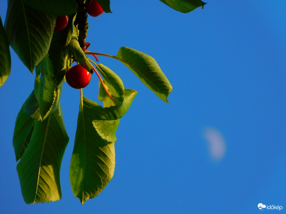 Cseresznye, háttérben a hold