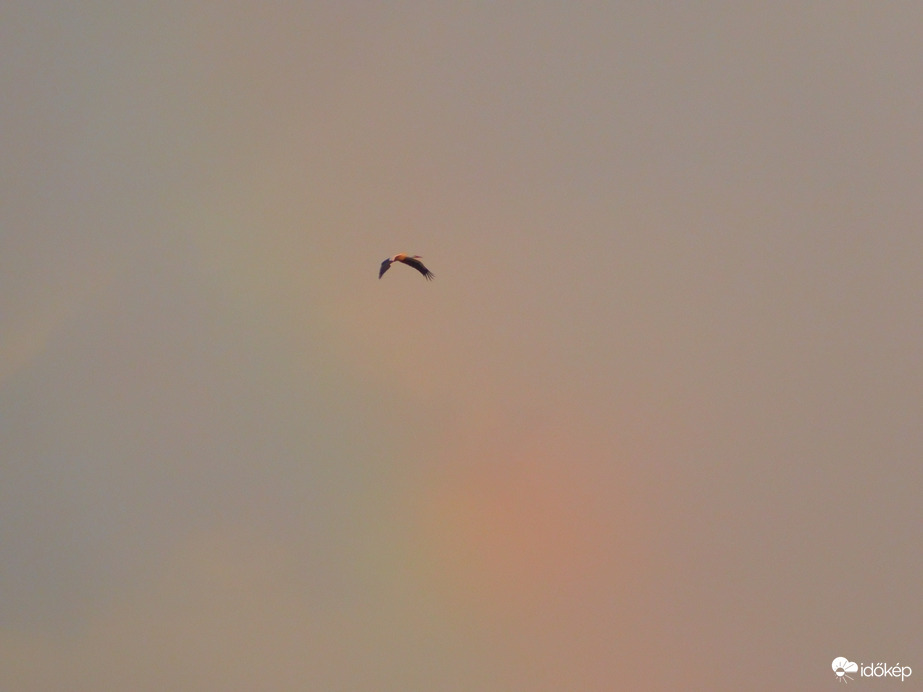 Gólya Szivárványban