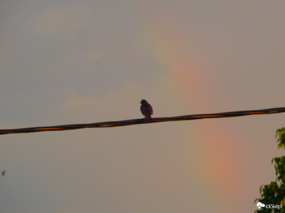 Még a Fekete rigó is a Szivárványt csodálja.