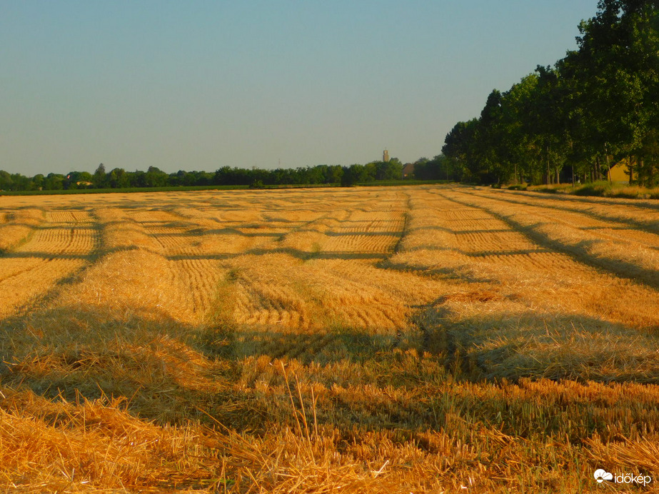 Az árpát learatták
