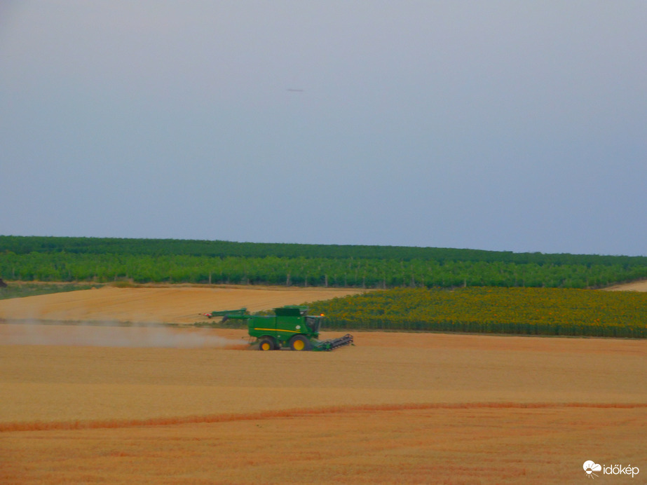 Aratják a búzát