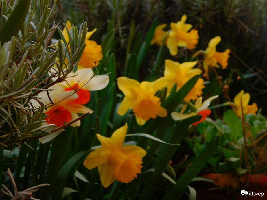 Tavaszi virágzás 2