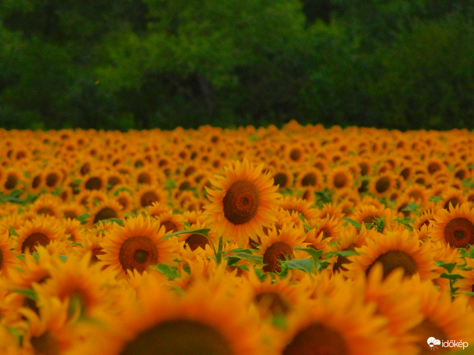 Sok közül egy kitűnt :)