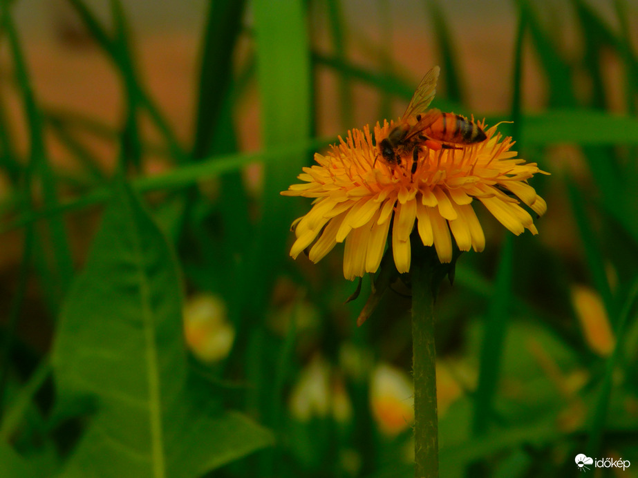 Méh szorgosan gyűjti a virágport