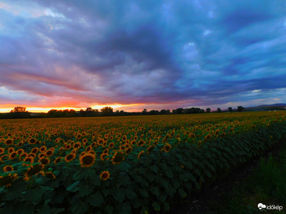 Napraforgós naplemente 