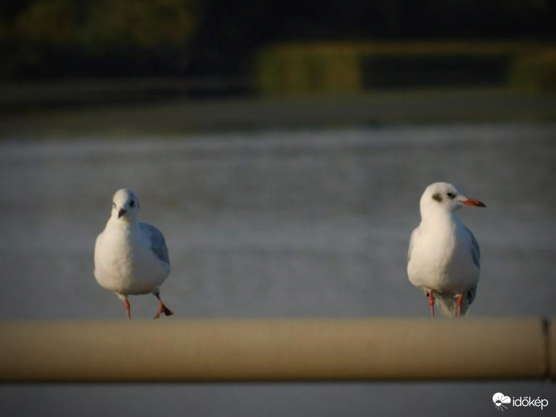 A sirályok pihennek.