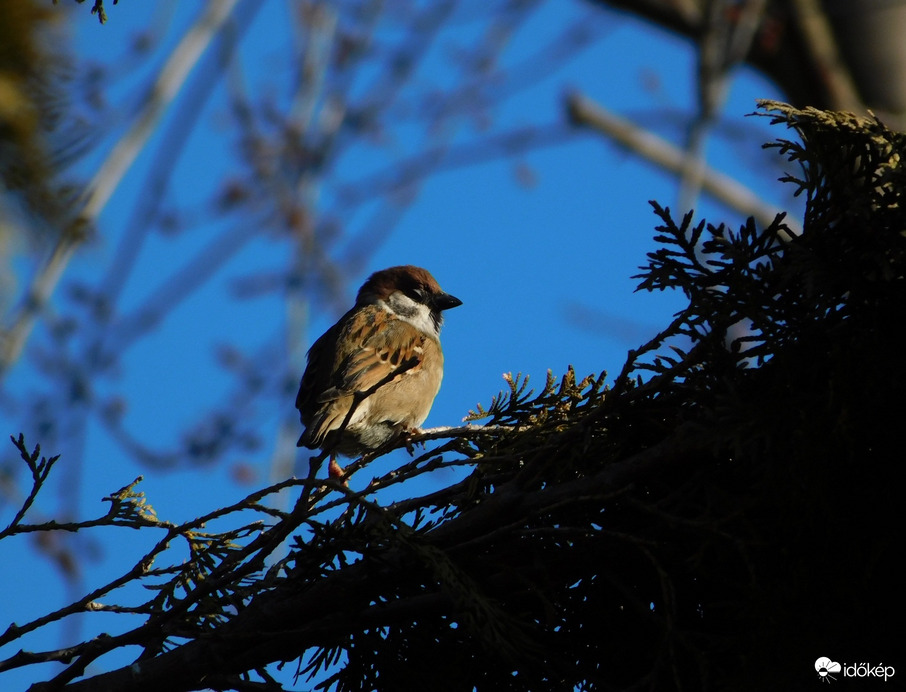 Élvezi a napsütést.
