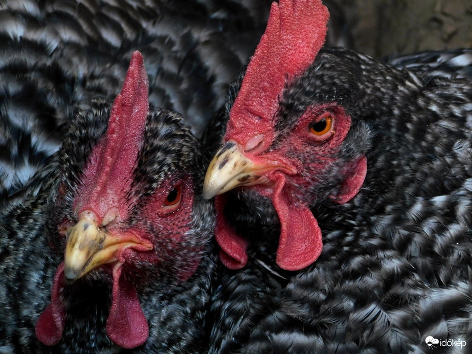 Harcos tyúkok.