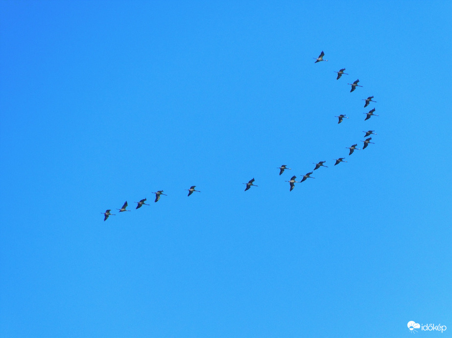 Darvak kötelékben.