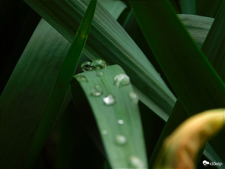 Vízcseppek a tulipán levelén.