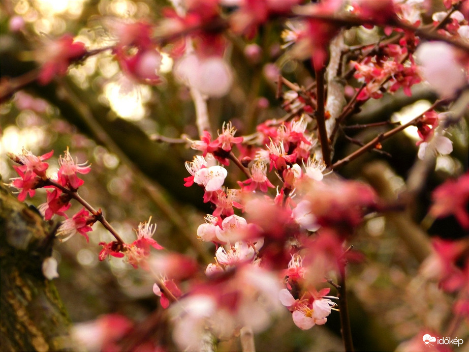 Naplementében virágzik a barack.