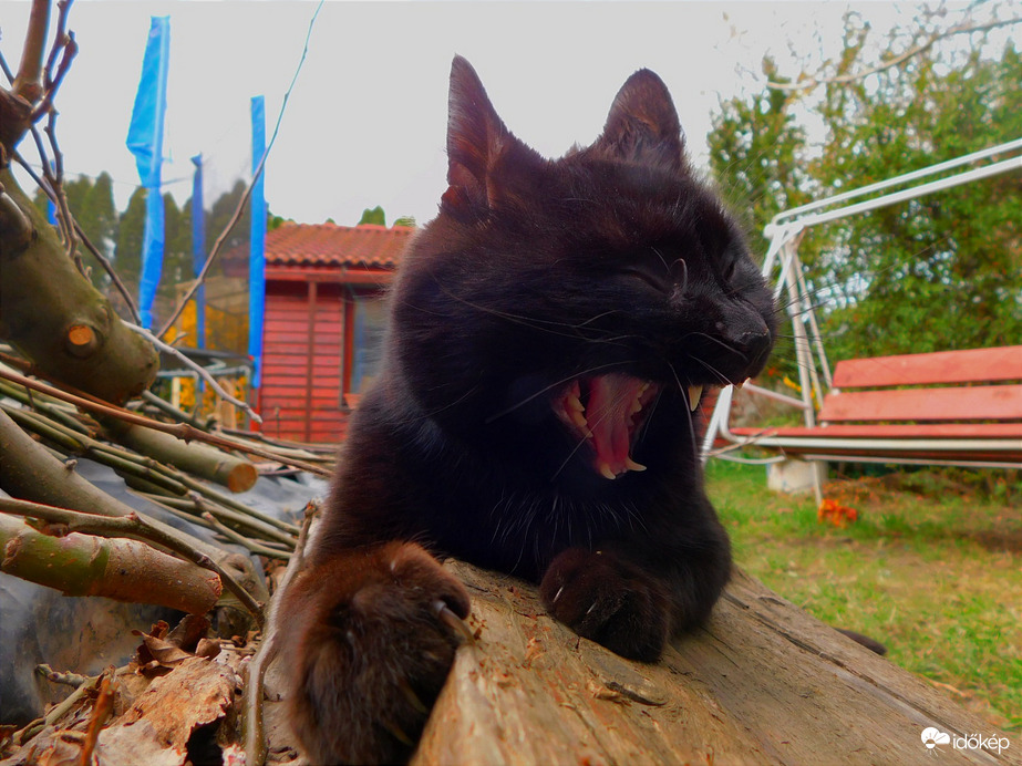 Mikor a macskám rock zenét hallgat.
