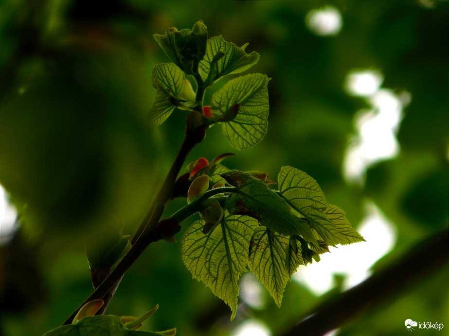 Tölgyfa is virágzik