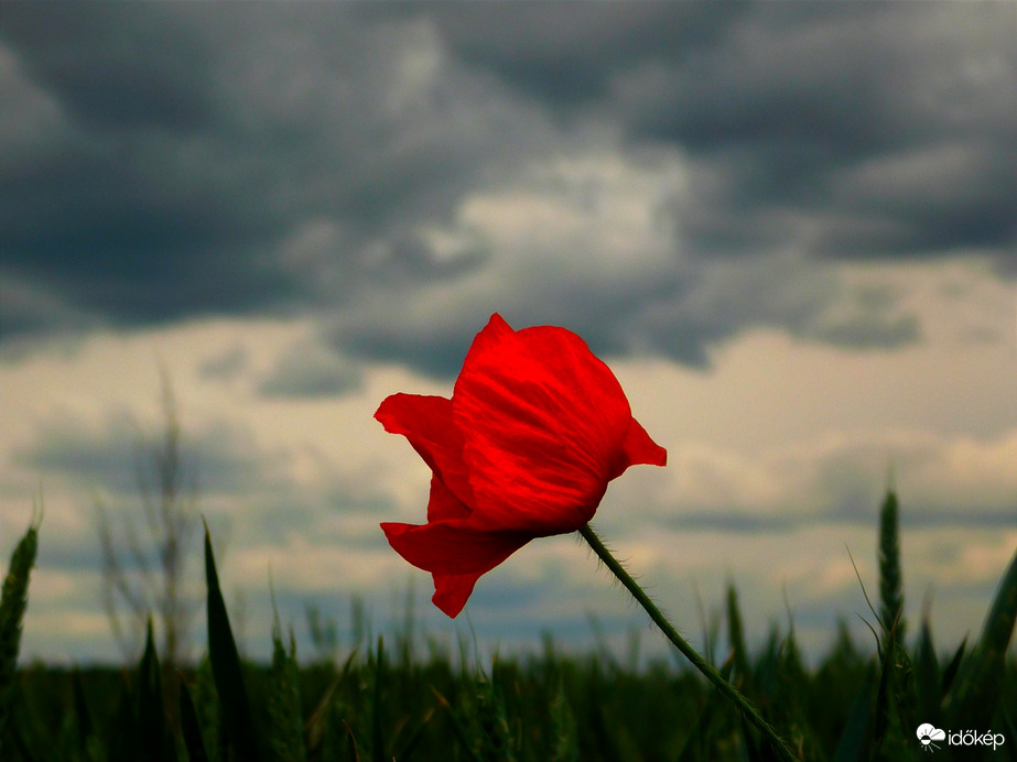 Pipacs a búzák közt