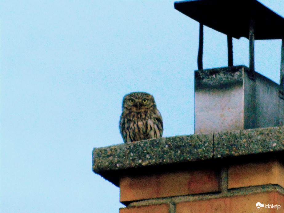 A Bagoly észrevett :)