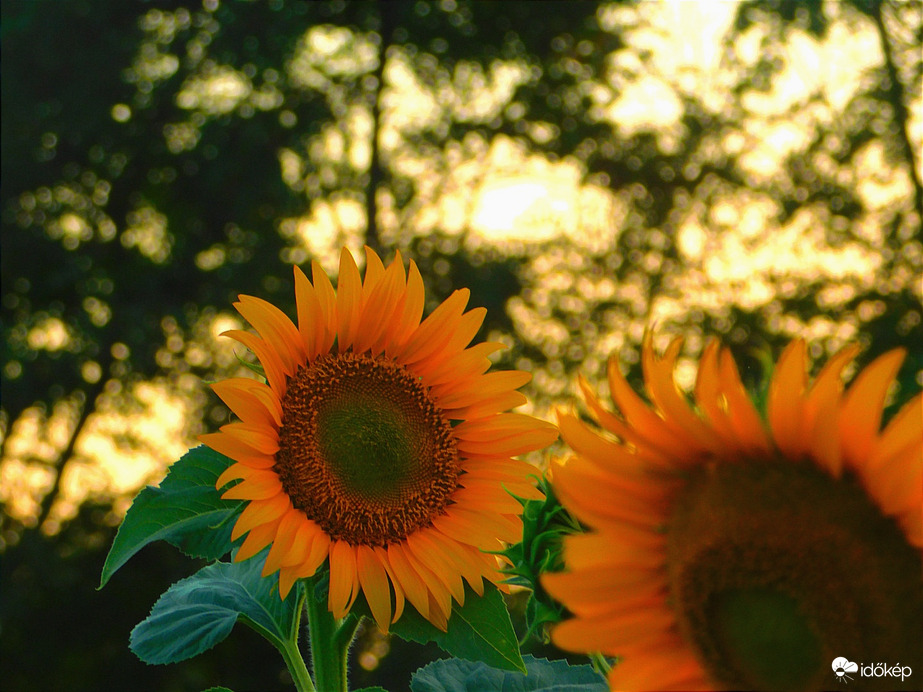 Napraforgó a naplementében