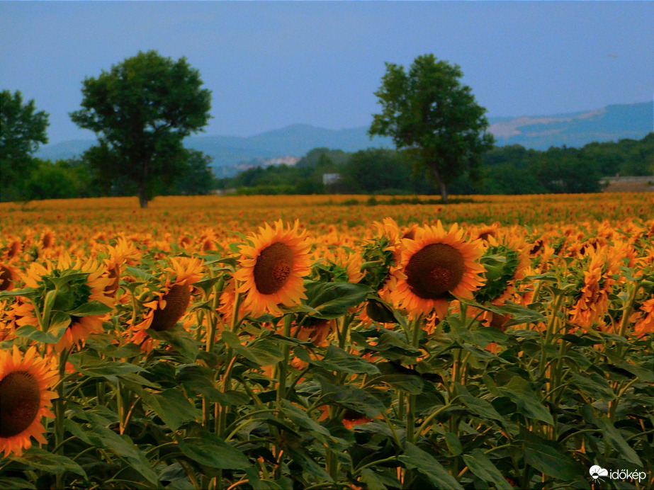 Napraforgók zivatar előtt