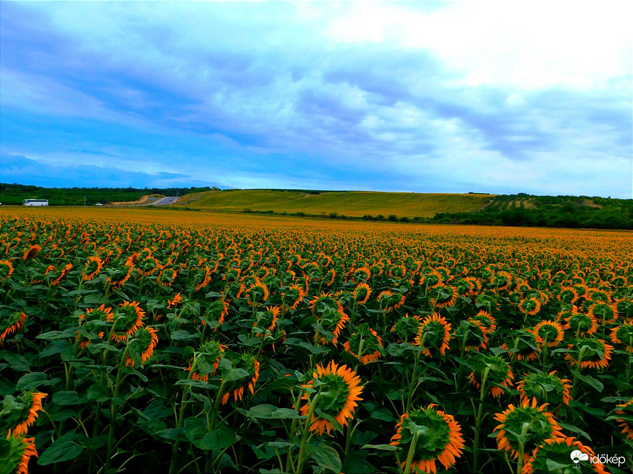 Napraforgó, zivatar a közelben 
