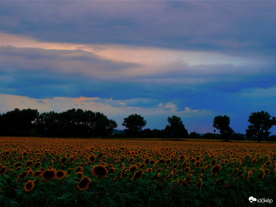 Napraforgó estefelé 