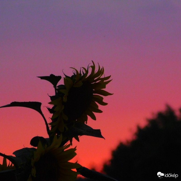 Napraforgó naplementében