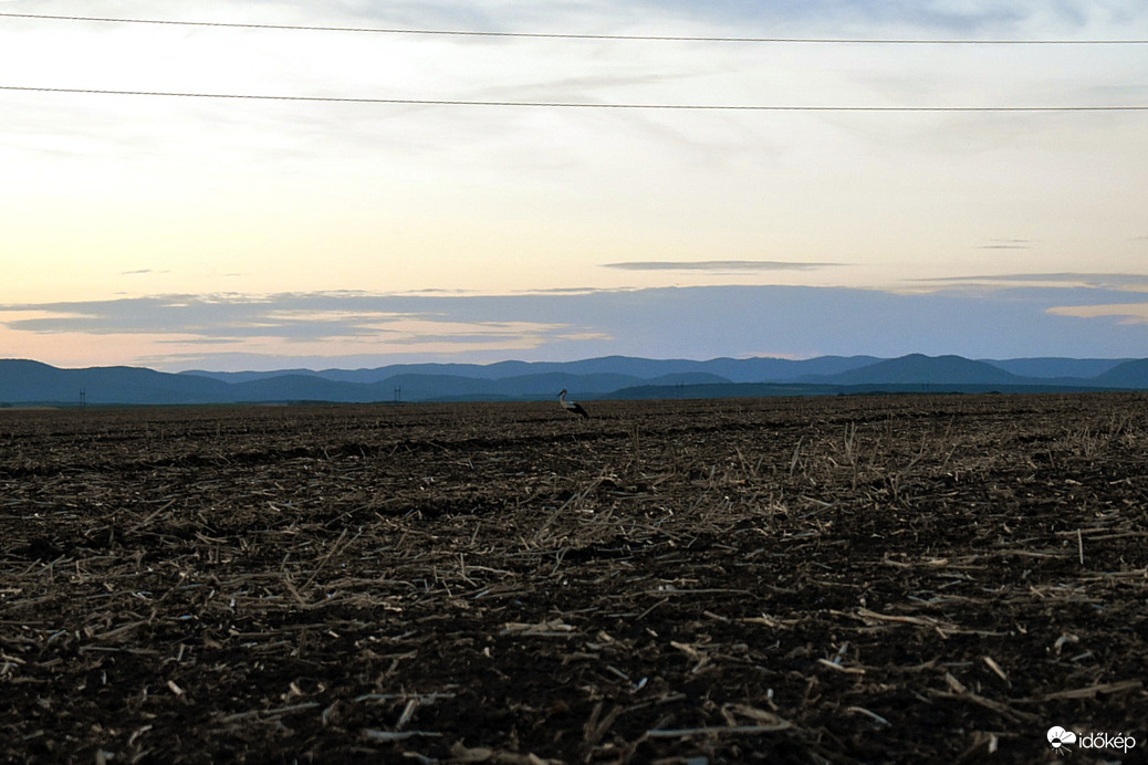 Messze egy gólya keresi vacsoráját.