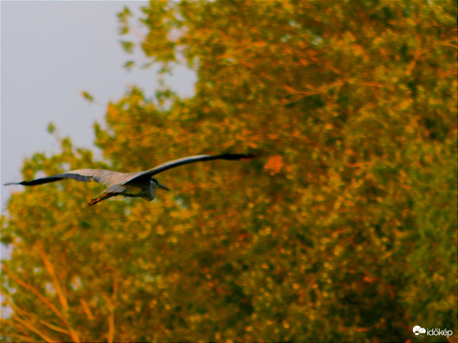 Repül a Szürke gém, ki tudja hol áll meg.