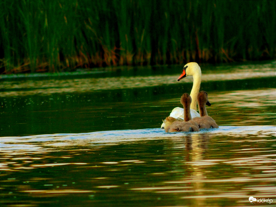 Hattyú, és kishattyúk