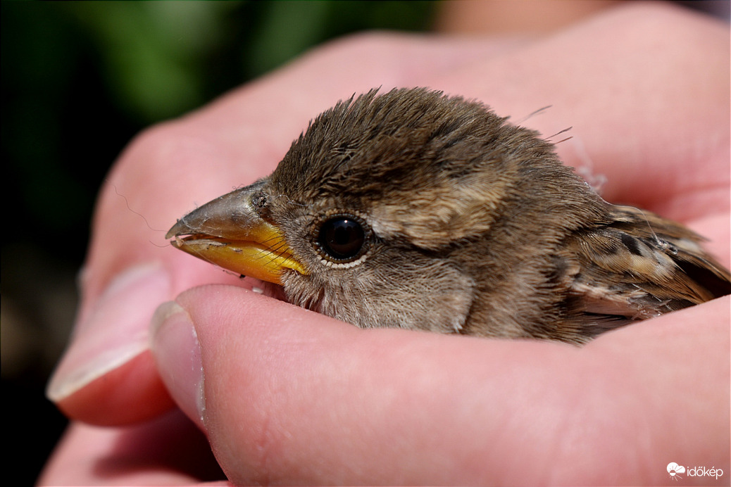Kisveréb a kezemben