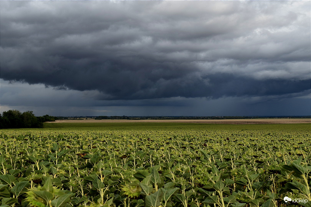 Napraforgó, és a zivatar