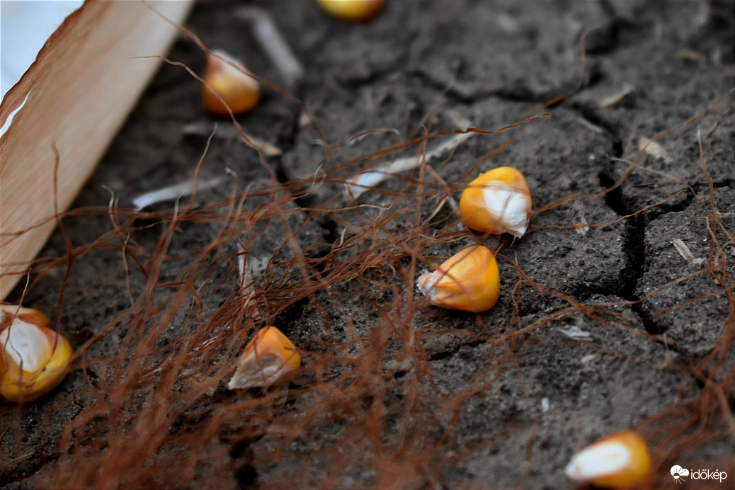 Szárazság, és kukorica