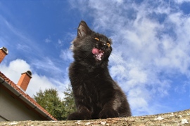 puma_2 fotója
