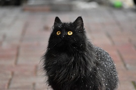 Macska is megcsodálta a havat