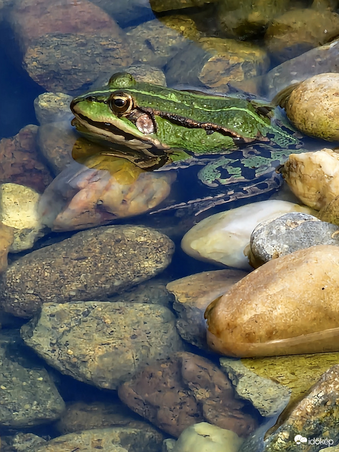 Egy kis napozás ma is:)