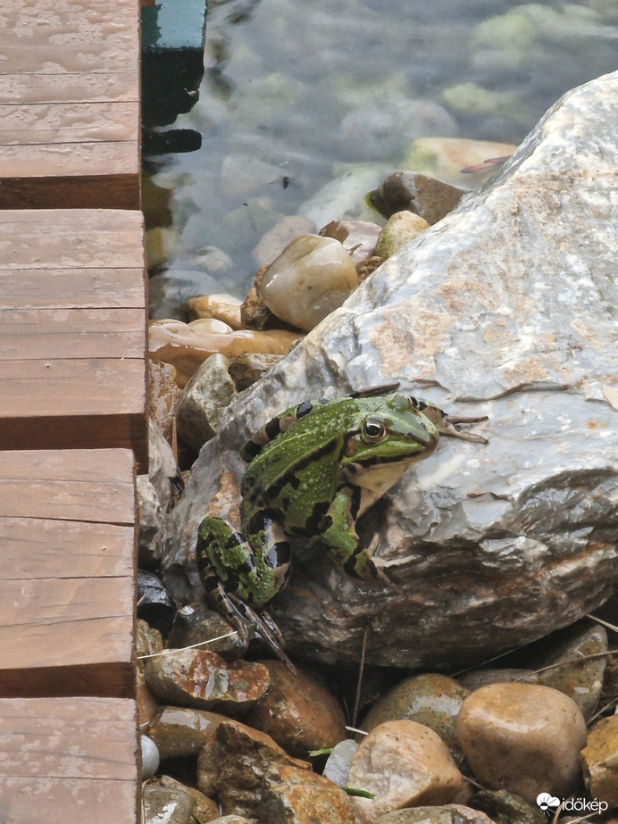 Béka az esőben
