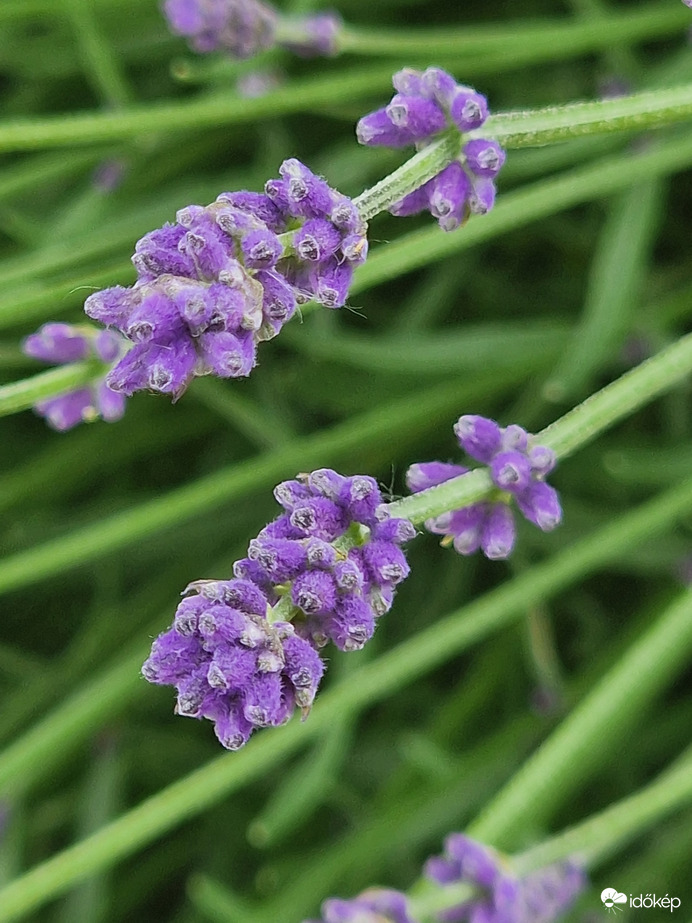 Lassan nyílik a levendula is
