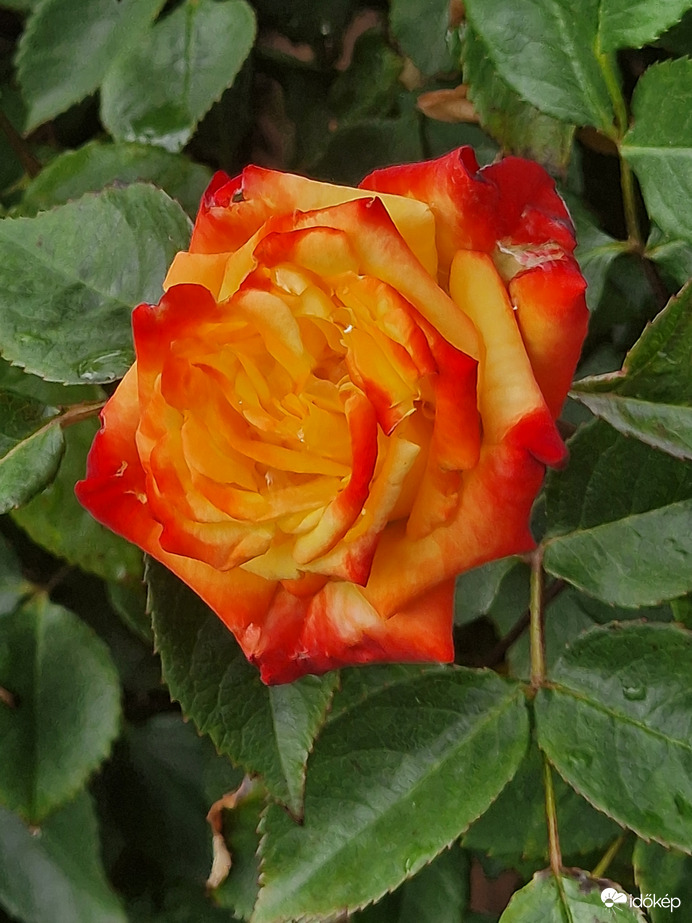 Gyönyörü rózsa:)