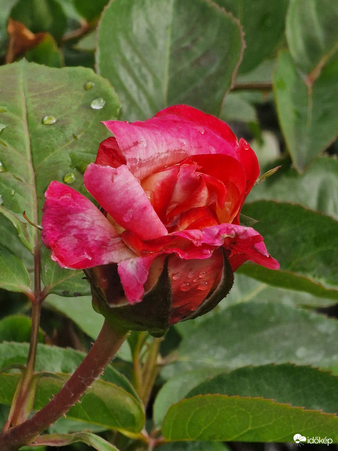 Vízcseppes nyíló rózsa