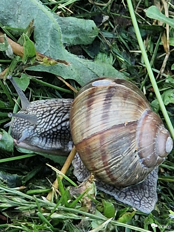 Eső utáni esti vacsora:)