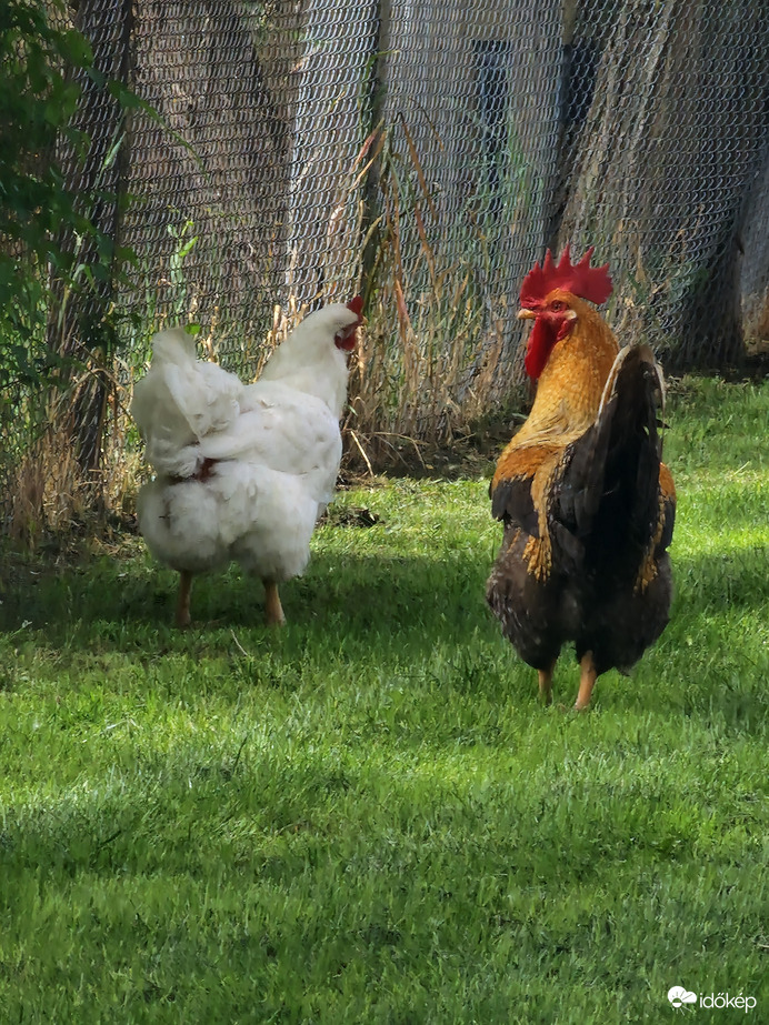 A házaspár sétál egyet kettesben:D