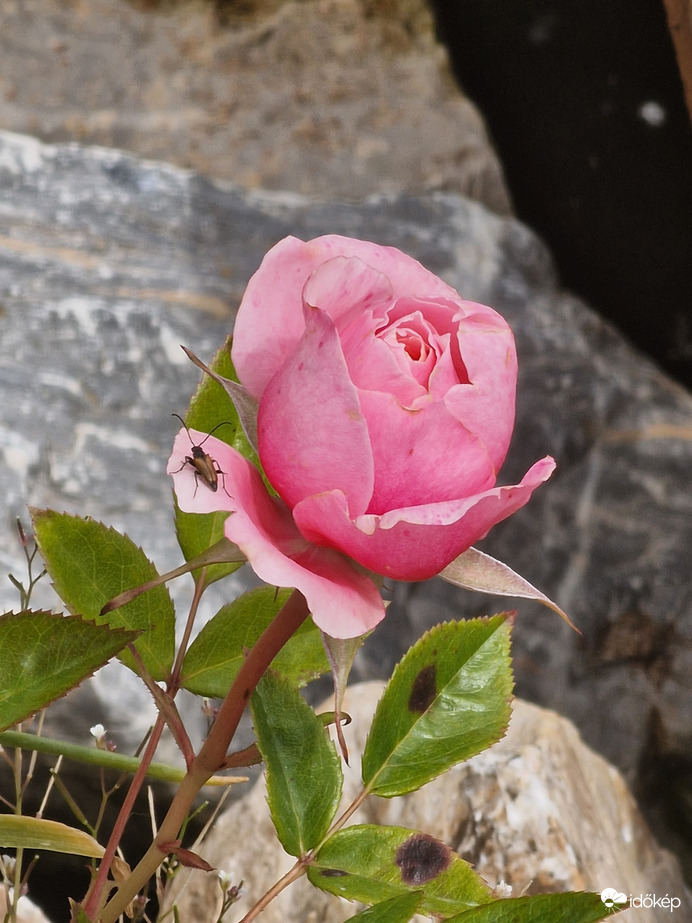 Rózsa ma is egy kis vendéggel:)