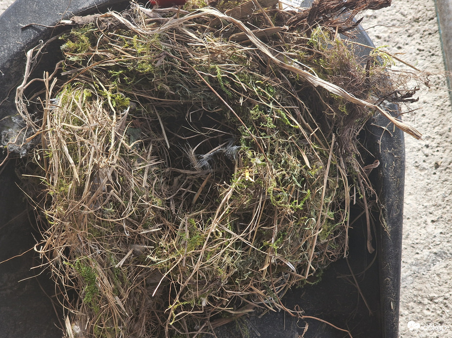 Kiszálltak a kismadarak