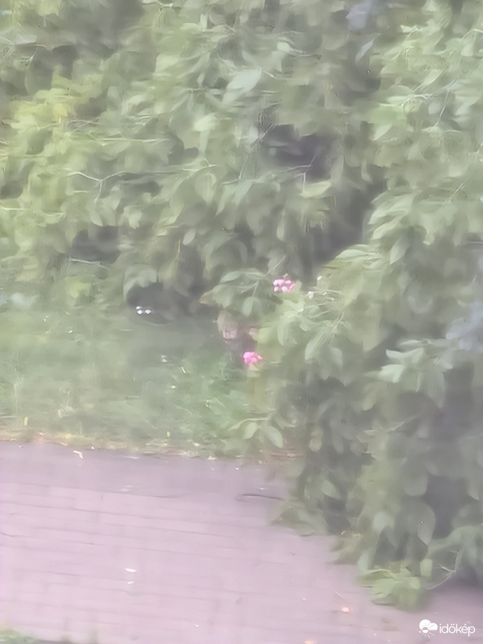 A kis túlélő virágok:)