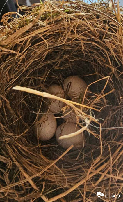 Új lakóink hamarosan:)