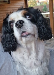 Állatok világnapja Cukival:)♡