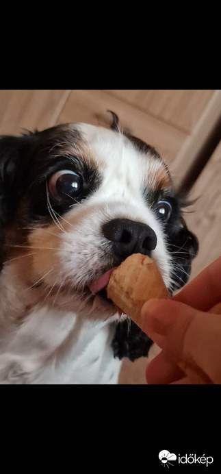 Állatok világnapi fagyi:)