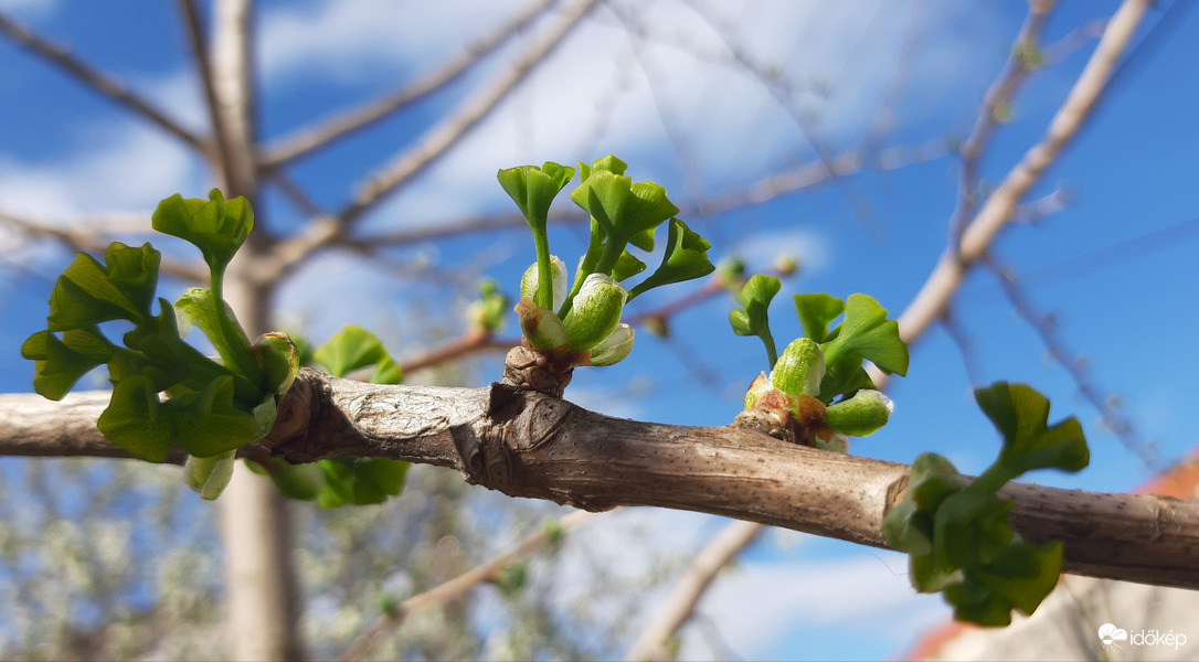 A biloba is beindult