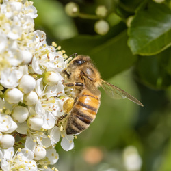 Csupa Pollen Vagyok